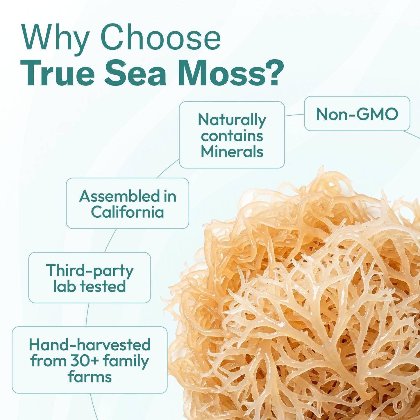 TrueSeaMoss Sea Moss Gel – Made in USA – Wildcrafted Seamoss, Fruits & Jarred Vegetables – Mango, Pack of 3 (Labels may Vary)